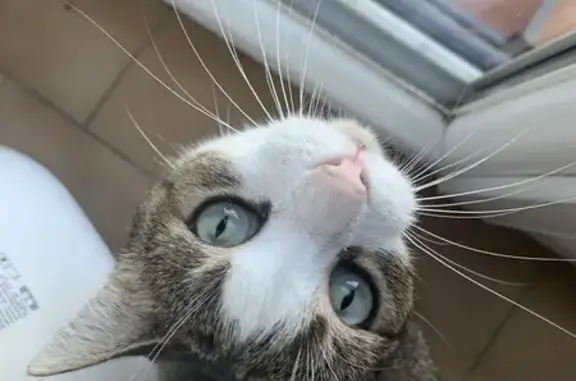 Chat perdu, Saint-Laurent-du-Var, photo: Chatte tigrée disparue à Saint-Laurent