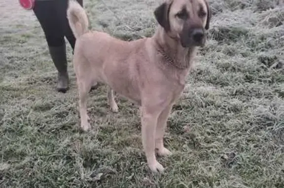 Chien perdu La Roche-sur-Yon, photo : Chien Kangal Suzy disparu