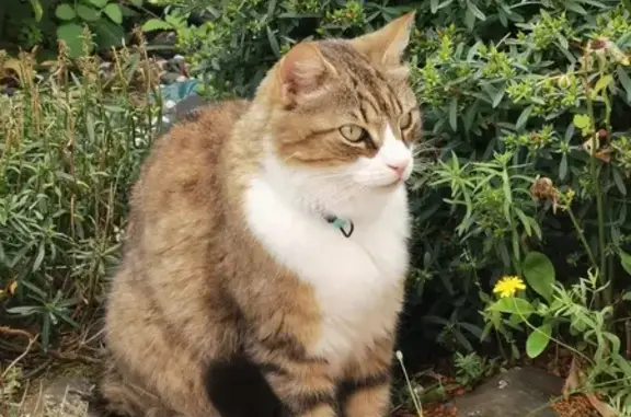 Animaux perdus , photo: Chat tigré perdu à Saint-Jean