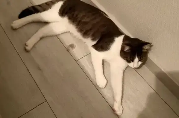 Animaux perdus Bischwiller, photo: PUMBA, chat tigré disparu