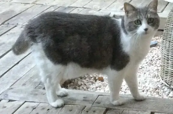 Animaux perdus Brest, photo: Chatte Lizzy disparue à Brest