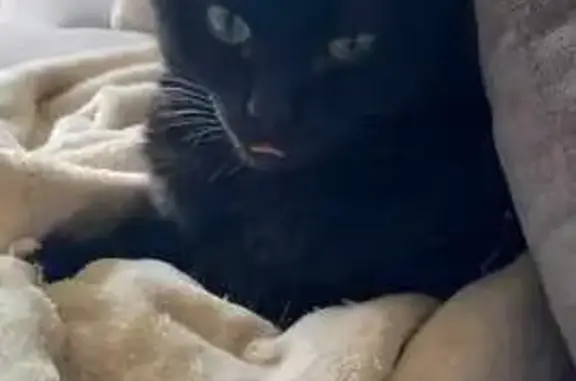 Animaux perdus Langueux, photo: Chatte noire Sakura disparue