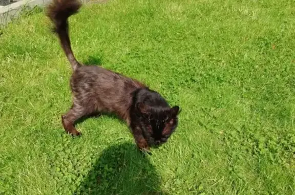 Chat marron maigre trouvé au Mesnil - photo
