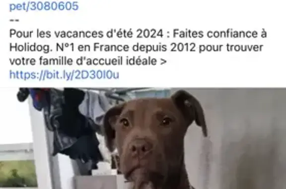 Chien perdu Besançon, photo : Chien perdu à Besançon - 0780485348