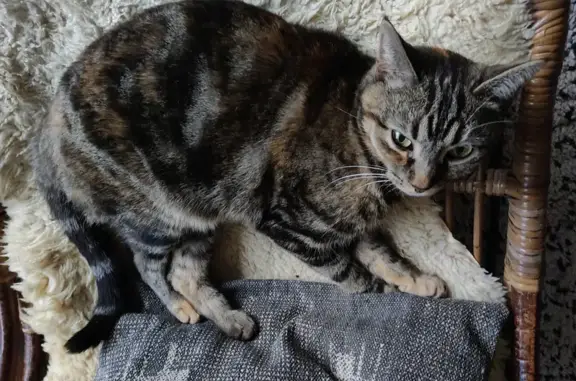 Animaux perdus Firminy, photo: Chatte tigrée disparue à Firminy