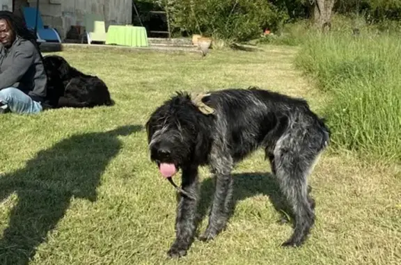 Animaux trouvés Saint-Savin, photo: Chien noir/gris trouvé à Les Clones