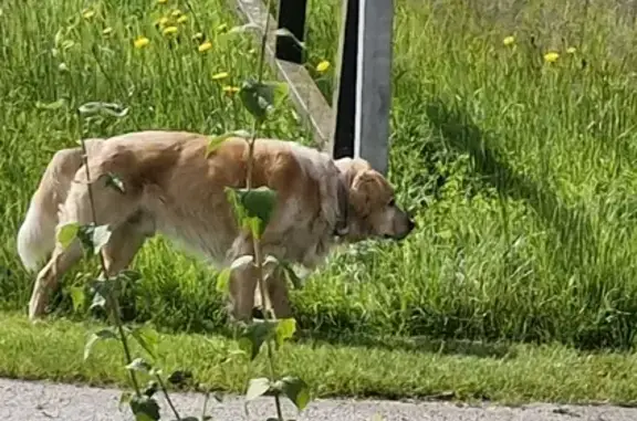 Chien Golden Perdu à Bichancourt - photo