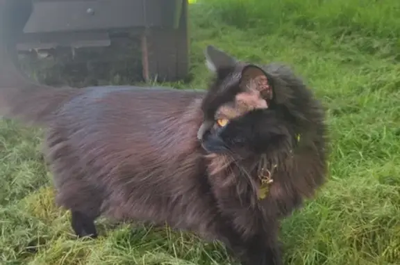 Animaux perdus Bénodet, photo: Chat noir perdu à Bénodet