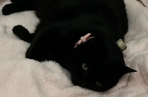 Animaux perdus Neaufles-Saint-Martin, photo: Chatte noire perdue à Neaufles