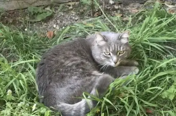 Chatte grise/blanche perdue à Châtelaillon - photo