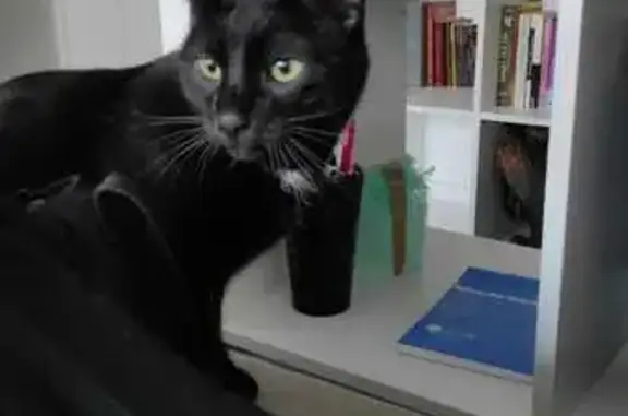 Chat perdu, Bohars, photo: Chat noir disparu à Bohars