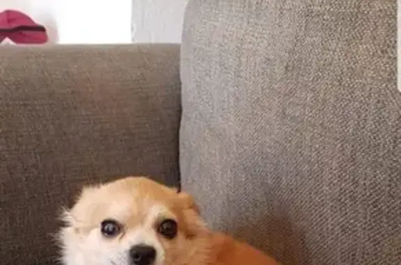 Perros perdidos, , foto: ¡Urgente! Ayuda a Encontrar Perro Marrón en Mijas