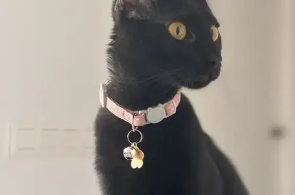 Animales perdidos , foto: ¡Ayuda! Taco, Gato Negro Ojos Verdes Perdido