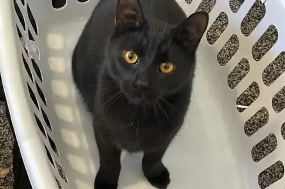 Lost and found pets , photo: Lost Black Cat: Bright Orange Eyes - Ellis Rd!