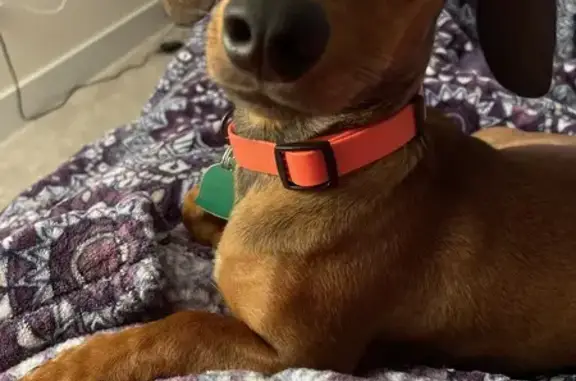 Lost Mini Dachshund at Preston Oaks, TX!