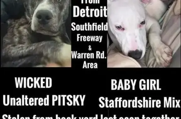 Lost Dogs: White Female & Brindle Male - Detroit