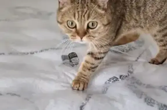 Animaux perdus Les Arcs, photo: Chat British perdu - Les Arcs
