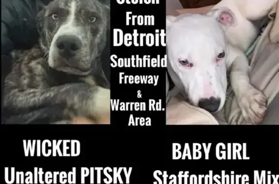 Lost Dogs in Detroit: White & Brindle, Help!