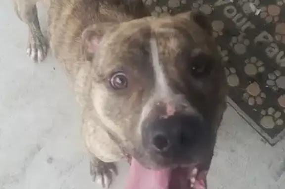 Found: Sweet Brindle Pitbull - Gann Rd, Milan!