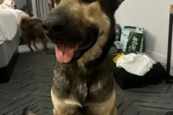 Found Female German Shepherd on Parkway Blvd!