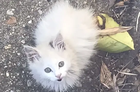 Animaux trouvés Saint-Estève, photo: Chaton blanc trouvé à Saint-Estève