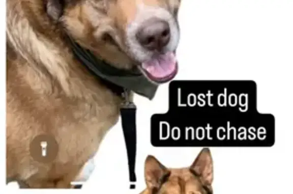 Lost Dog Amid Portland Invasion - Help Us!