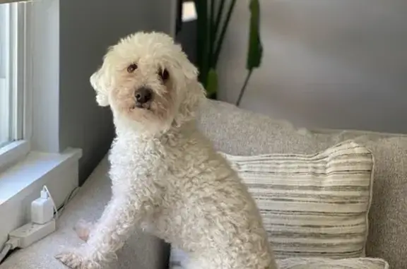 Lost Poodle Gorda - White & Red Spots | Help!