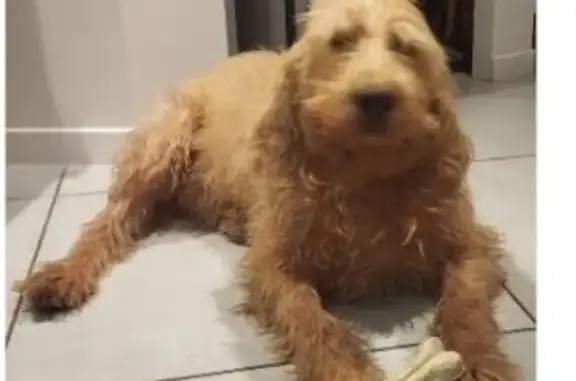 Chien perdu , photo : Chien Fauve de Bretagne perdu