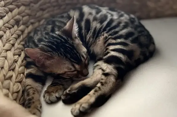 Lost Bengal Kitten: Six Forks Dr, Upper Marlboro