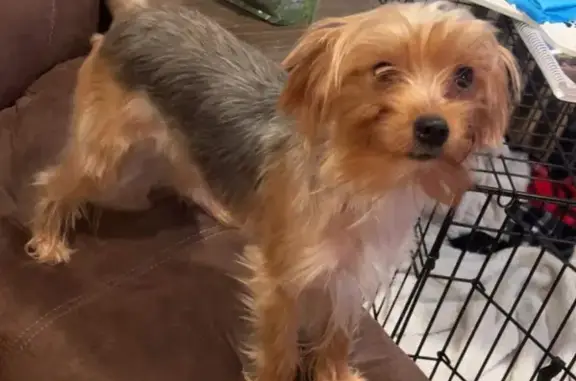 Help Find Bruno: Lost Yorkie in Rice Lake!