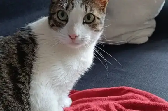 Chat Spyro disparu à Saint-Aygulf - photo