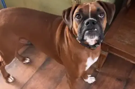 Lost Boxer Dog on Steiner Road, MS - Help!