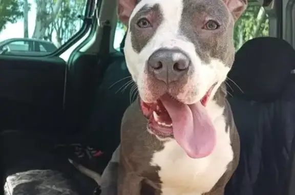 Pittbull Hembra Encontrada - Málaga