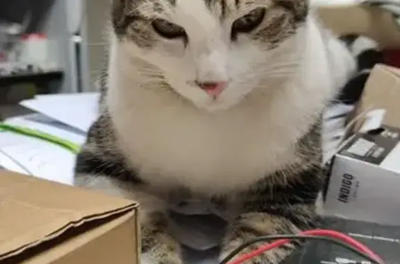 Chat perdu, , photo: Chat perdu à Onet-le-Château