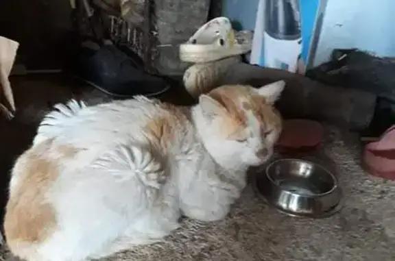 Animaux trouvés , photo: Chat malade blanc/roux trouvé à Vaudrey