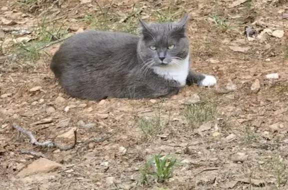 Lost Gray Cat with White Paws in Conyers #868