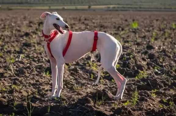 Perros perdidos, , foto: ¡URGENTE! Galga Blanca Perdida en Arahal