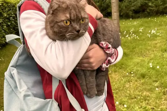 Animaux trouvés Pontivy, photo: Chat perdu et retrouvé à Pontivy