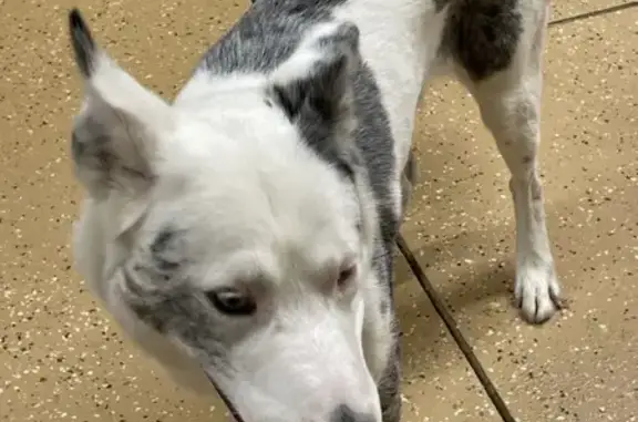 Found Husky Mix on South O St, Fort Smith!