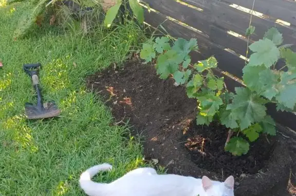 Lost White Cat: Blue & Green Eyes - La Provence