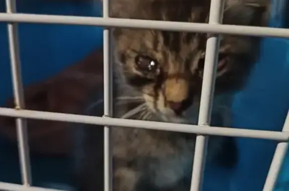 Chaton mâle trouvé, aide requise - photo