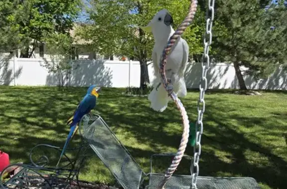 Lost! Elderly White Cockatoo on E Street