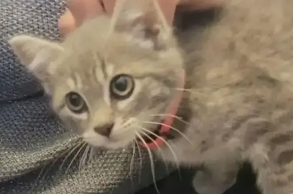 Chaton femelle timide trouvé - photo
