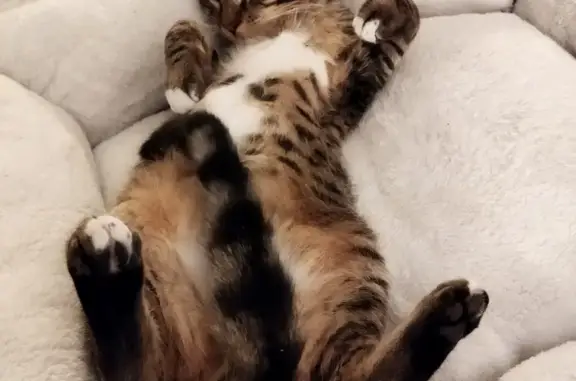 Animaux perdus , photo: Chat tigré perdu à Bonnay