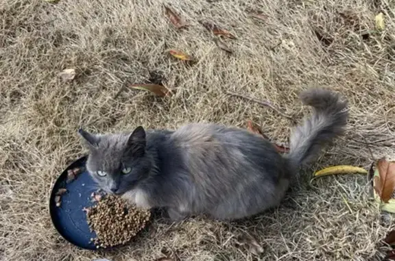 Chat gris sociable trouvé à Bégard - photo