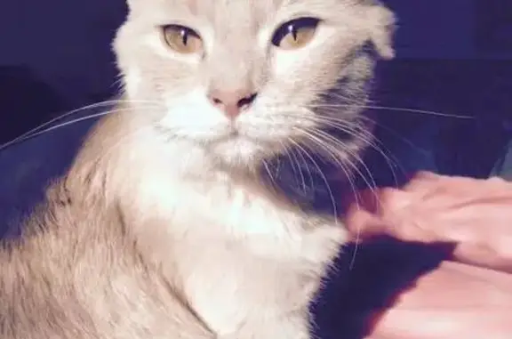 Animaux perdus Jouarre, photo: Chatte crème disparue depuis 2017