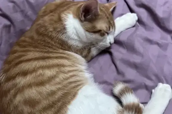 Chat perdu, , photo: Chat roux et blanc perdu à Faux