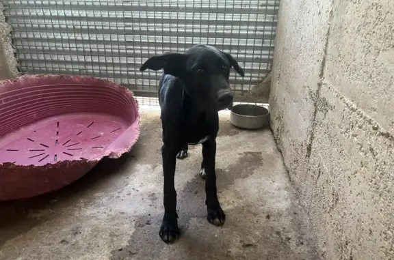 ¡Rescate en Igualada! Cachorra Mestiza Salvada