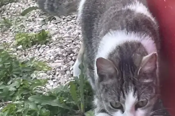 Chaton tigré trouvé à Dijon - photo
