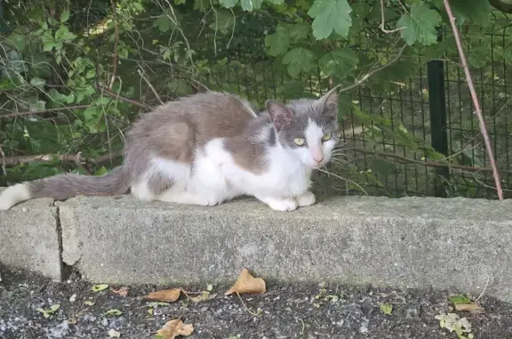 Chat gris-blanc perdu à St-Saulve - photo